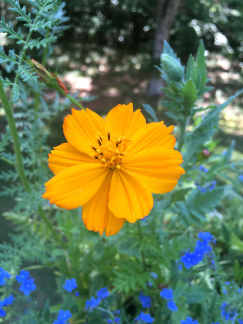 Honey Bee Habitat Grow Kit (Backyard Safari Company)