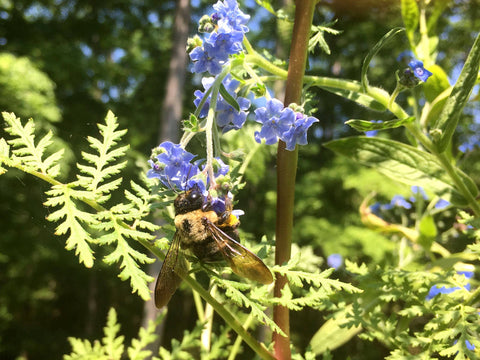 Honey Bee Habitat Grow Kit (Backyard Safari Company)