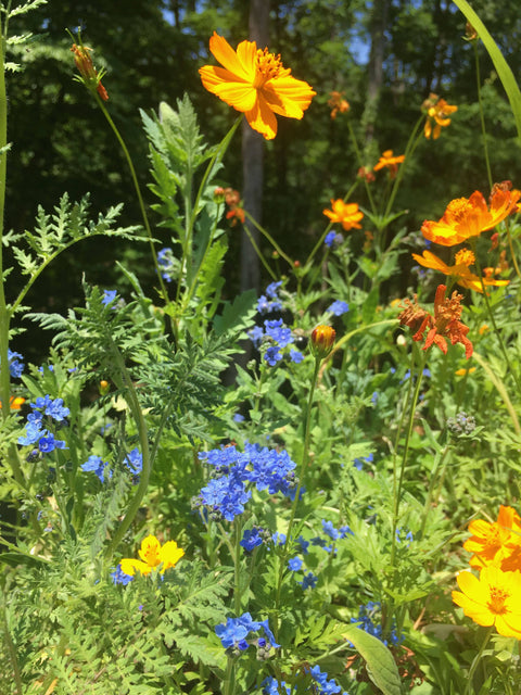 Honey Bee Habitat Grow Kit (Backyard Safari Company)