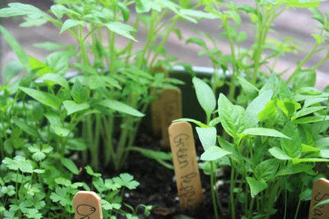 Little Pizza Garden Grow Kit (Backyard Safari Company)