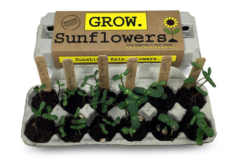 Sunflower Garden Grow Kit (Backyard Safari Company)